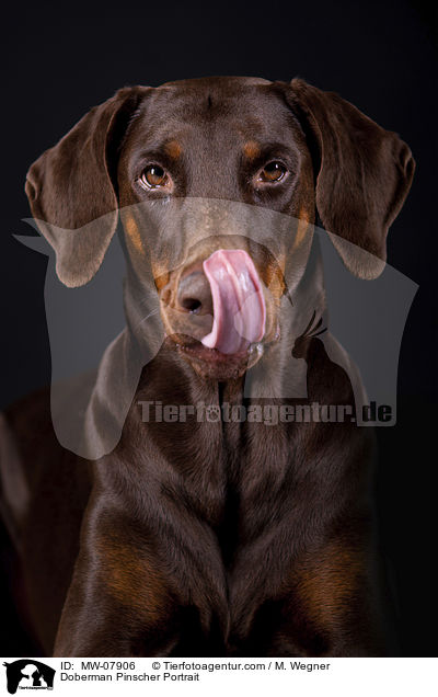 Dobermann Portrait / Doberman Pinscher Portrait / MW-07906