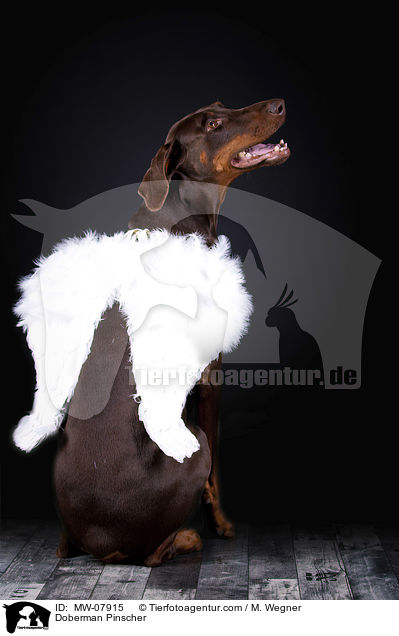 Dobermann / Doberman Pinscher / MW-07915