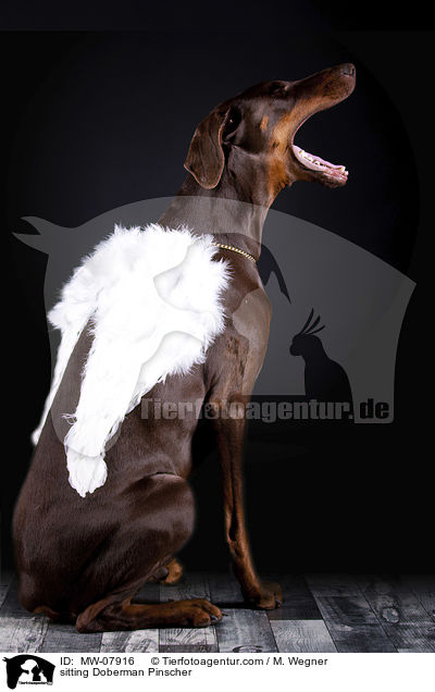 sitzender Dobermann / sitting Doberman Pinscher / MW-07916