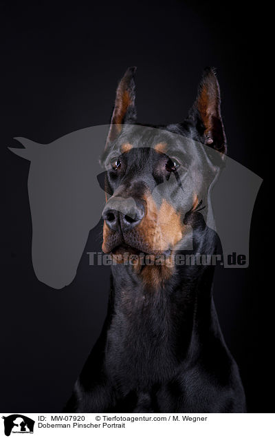 Dobermann Portrait / Doberman Pinscher Portrait / MW-07920