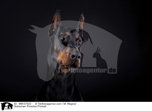 Dobermann Portrait / Doberman Pinscher Portrait / MW-07923