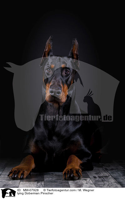 liegender Dobermann / lying Doberman Pinscher / MW-07928