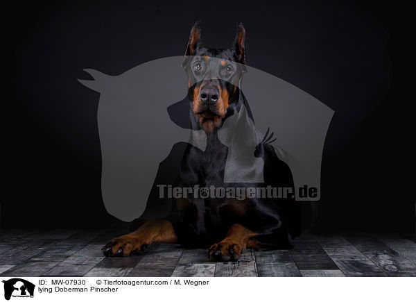 liegender Dobermann / lying Doberman Pinscher / MW-07930