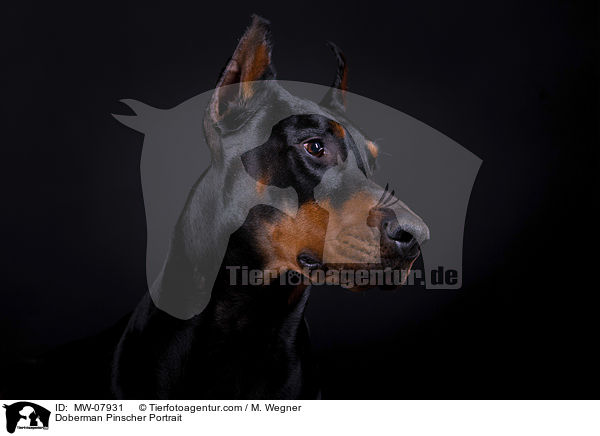 Dobermann Portrait / Doberman Pinscher Portrait / MW-07931