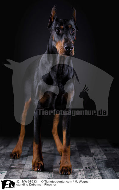 stehender Dobermann / standing Doberman Pinscher / MW-07933