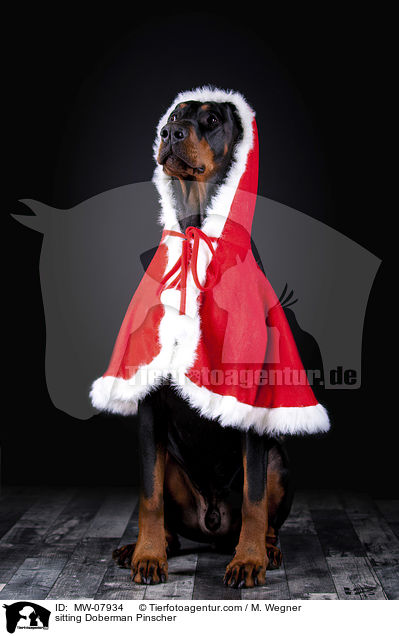 sitzender Dobermann / sitting Doberman Pinscher / MW-07934