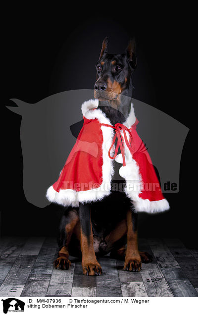 sitzender Dobermann / sitting Doberman Pinscher / MW-07936