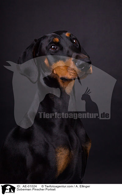 Dobermann Portrait / Doberman Pinscher Portrait / AE-01024