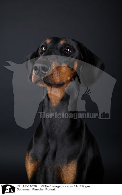 Dobermann Portrait / Doberman Pinscher Portrait / AE-01028