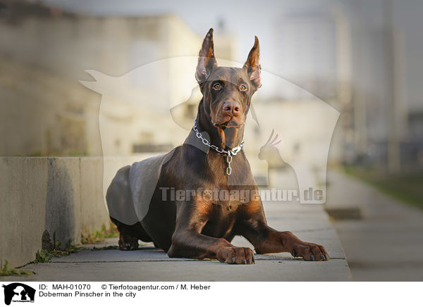 Dobermann in der Stadt / Doberman Pinscher in the city / MAH-01070