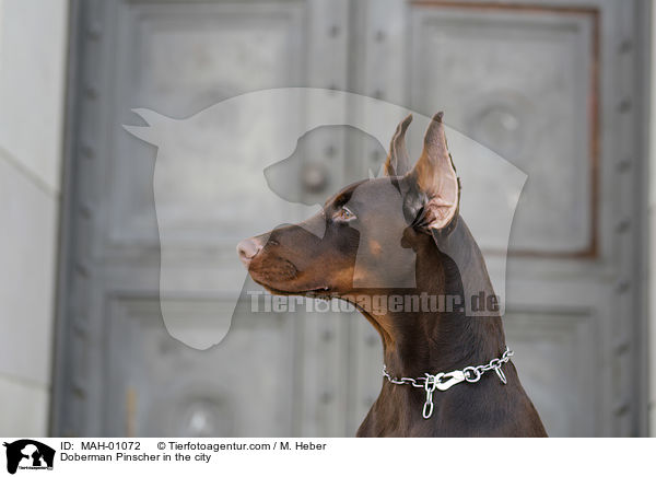 Dobermann in der Stadt / Doberman Pinscher in the city / MAH-01072