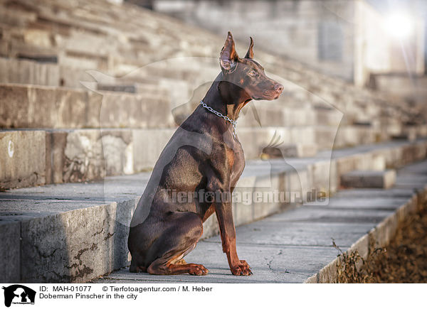 Dobermann in der Stadt / Doberman Pinscher in the city / MAH-01077