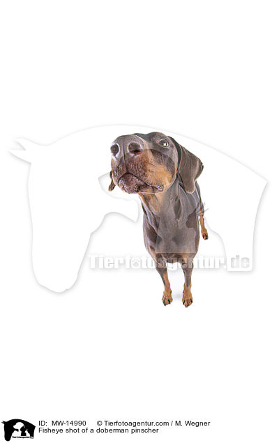 Fisheyeaufnahme eines Dobermannes / Fisheye shot of a doberman pinscher / MW-14990