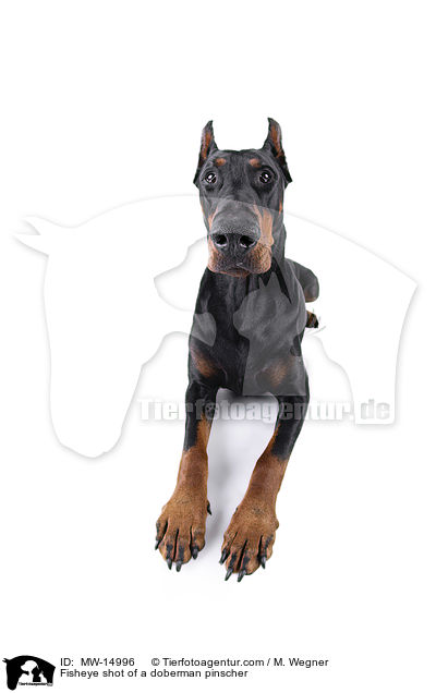 Fisheyeaufnahme eines Dobermannes / Fisheye shot of a doberman pinscher / MW-14996