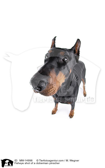 Fisheyeaufnahme eines Dobermannes / Fisheye shot of a doberman pinscher / MW-14998