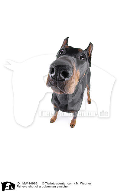 Fisheyeaufnahme eines Dobermannes / Fisheye shot of a doberman pinscher / MW-14999