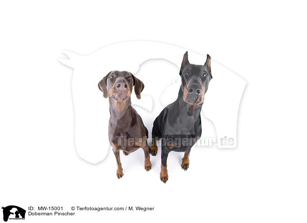 Dobermann / Doberman Pinscher / MW-15001