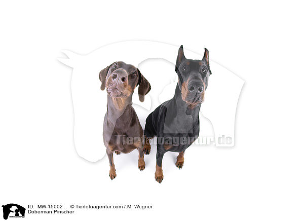 Dobermann / Doberman Pinscher / MW-15002