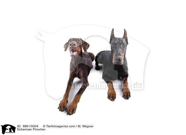 Dobermann / Doberman Pinscher / MW-15004