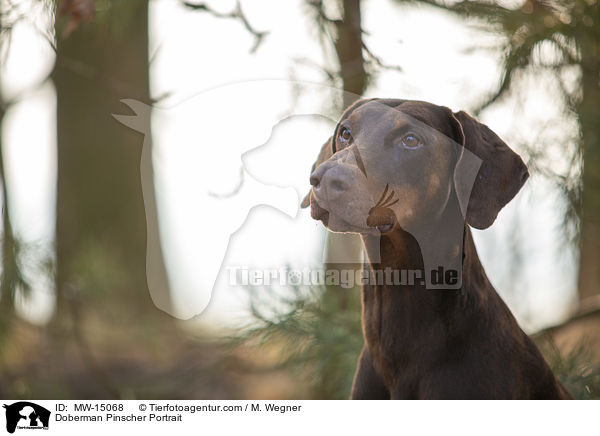 Dobermann Portrait / Doberman Pinscher Portrait / MW-15068