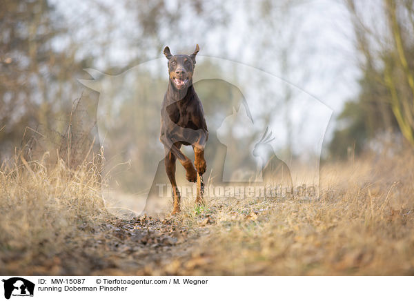 rennender Dobermann / running Doberman Pinscher / MW-15087