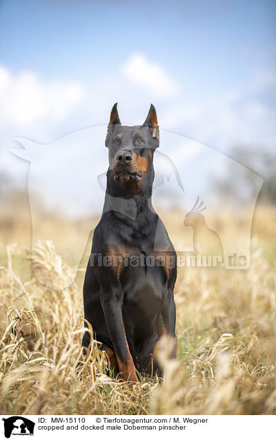 kupierter Dobermann Rde / cropped and docked male Doberman pinscher / MW-15110