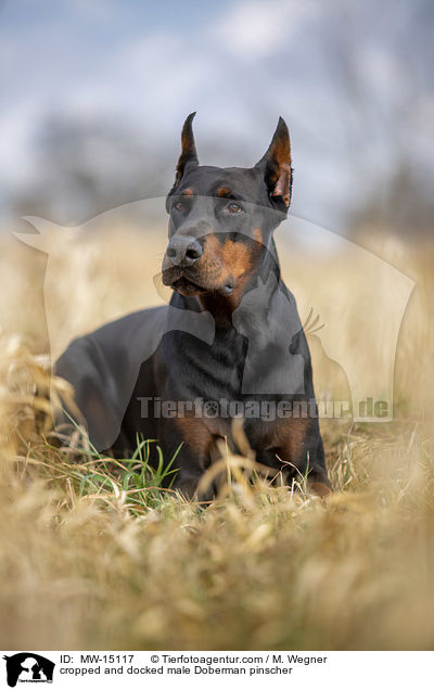 kupierter Dobermann Rde / cropped and docked male Doberman pinscher / MW-15117