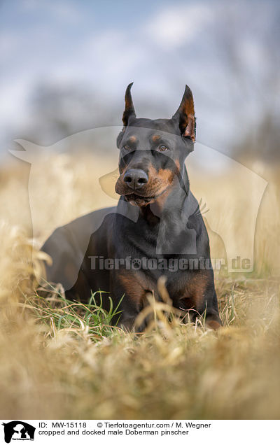 kupierter Dobermann Rde / cropped and docked male Doberman pinscher / MW-15118