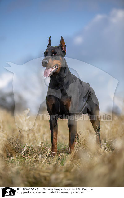 kupierter Dobermann Rde / cropped and docked male Doberman pinscher / MW-15121