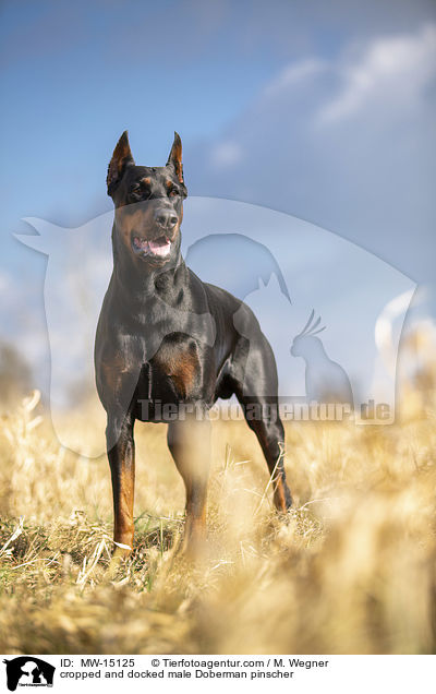 kupierter Dobermann Rde / cropped and docked male Doberman pinscher / MW-15125