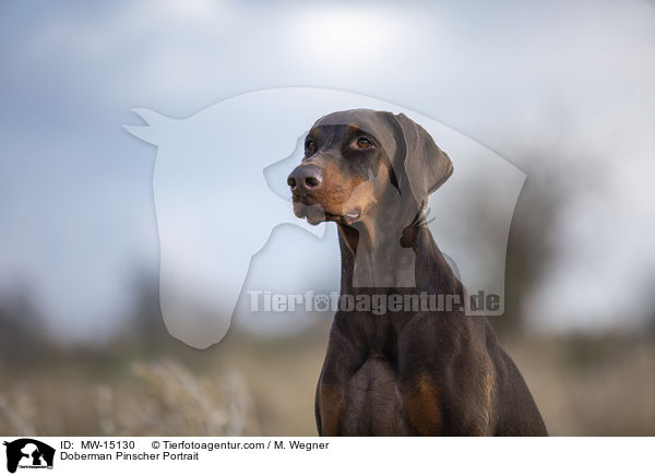 Dobermann Portrait / Doberman Pinscher Portrait / MW-15130