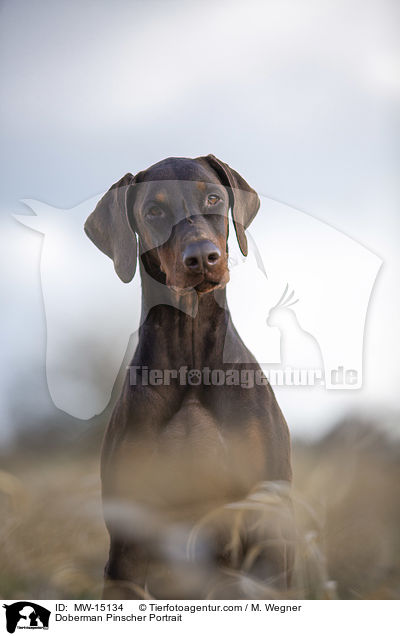 Dobermann Portrait / Doberman Pinscher Portrait / MW-15134