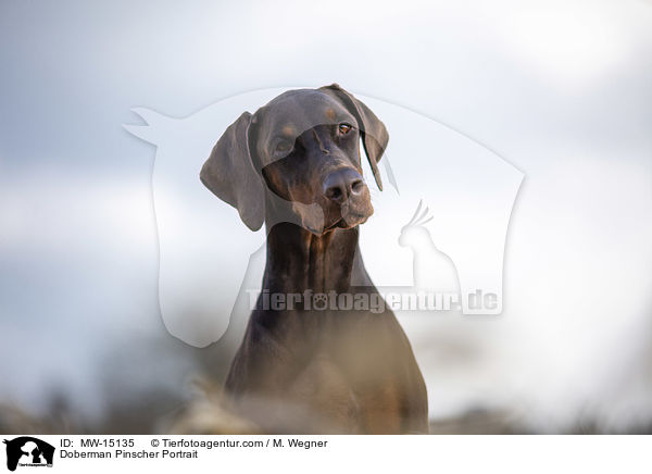 Dobermann Portrait / Doberman Pinscher Portrait / MW-15135