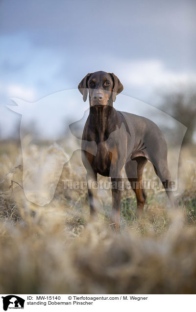 stehender Dobermann / standing Doberman Pinscher / MW-15140