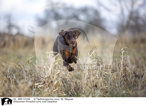 Dobermann rennt ber Wiese / Doberman Pinscher runs over meadow / MW-15148