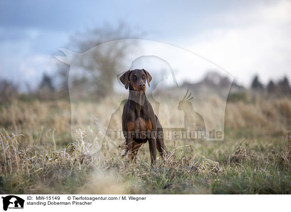 stehender Dobermann / standing Doberman Pinscher / MW-15149