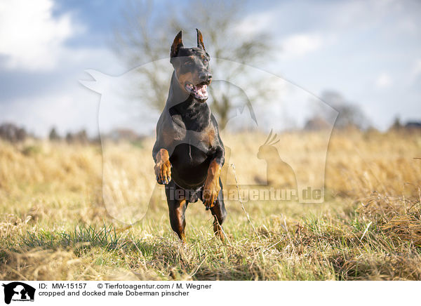 kupierter Dobermann Rde / cropped and docked male Doberman pinscher / MW-15157