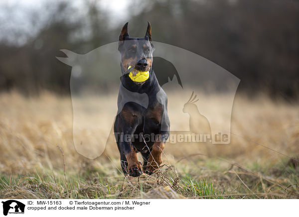 kupierter Dobermann Rde / cropped and docked male Doberman pinscher / MW-15163