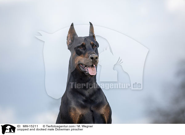 cropped and docked male Doberman pinscher / MW-15211