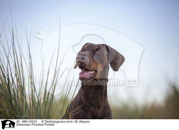 Dobermann Portrait / Doberman Pinscher Portrait / MW-15633