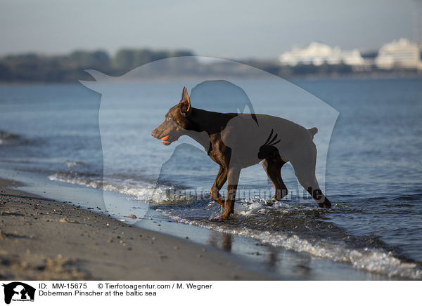 Dobermann an der Ostsee / Doberman Pinscher at the baltic sea / MW-15675