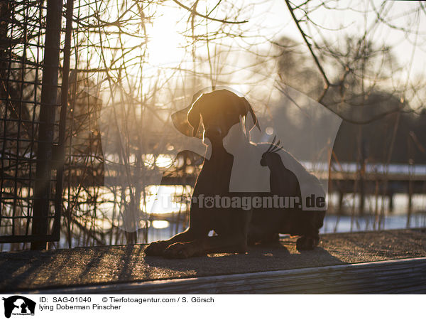 liegender Dobermann / lying Doberman Pinscher / SAG-01040