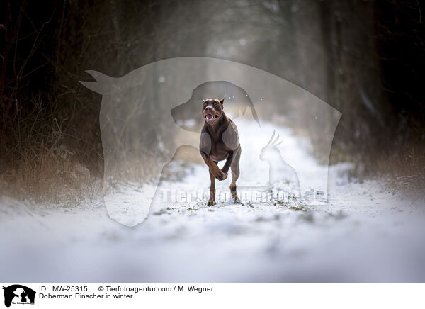 Dobermann im Winter / Doberman Pinscher in winter / MW-25315