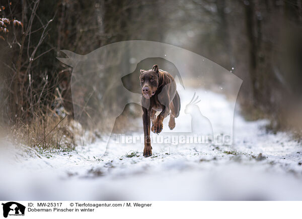 Doberman Pinscher in winter / MW-25317