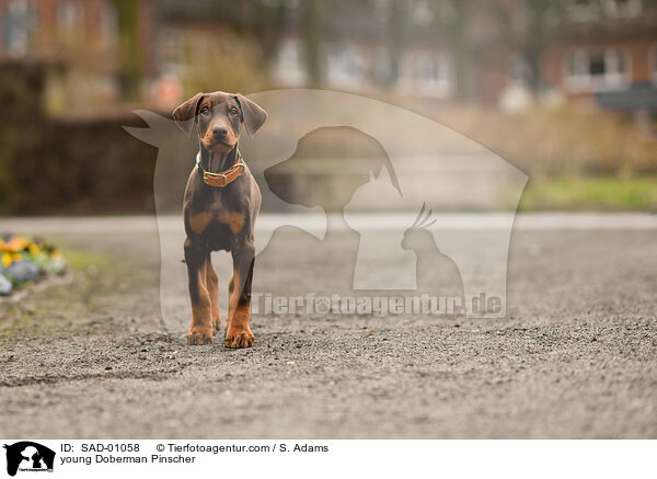 junger Dobermann / young Doberman Pinscher / SAD-01058