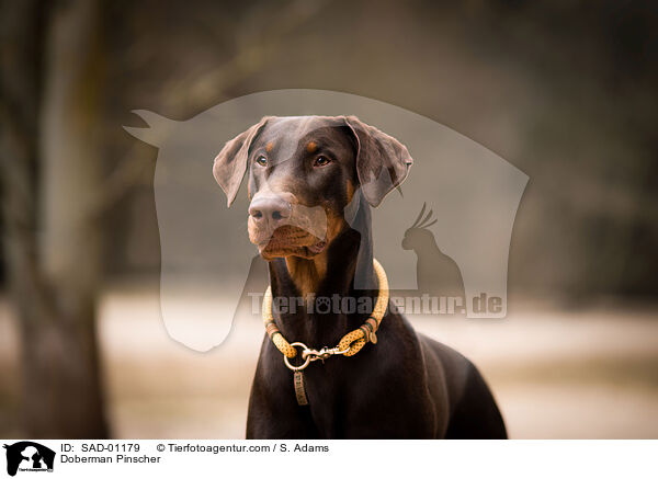 Dobermann / Doberman Pinscher / SAD-01179