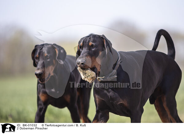 2 Dobermnner / 2 Doberman Pinscher / BK-01032