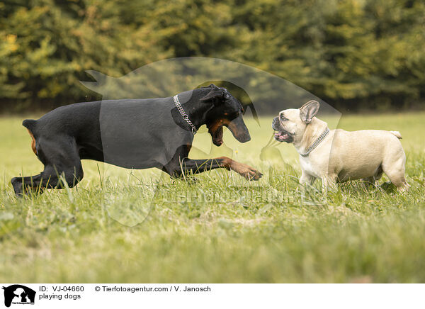 spielende Hunde / playing dogs / VJ-04660