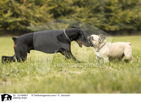 spielende Hunde / playing dogs / VJ-04661