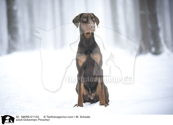 ausgewachsener Dobermann / adult Doberman Pinscher / MARS-01102